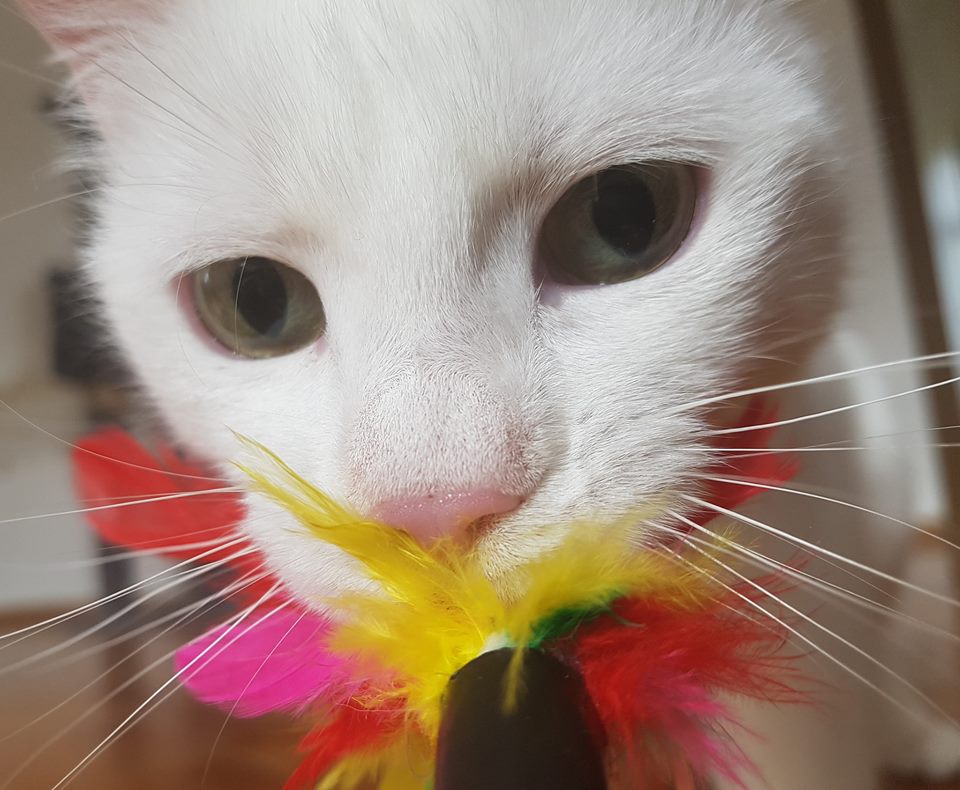 nala